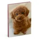 LANNOO AGENDA 2027 MY FAVOURITE FRIENDS HOND BRUIN